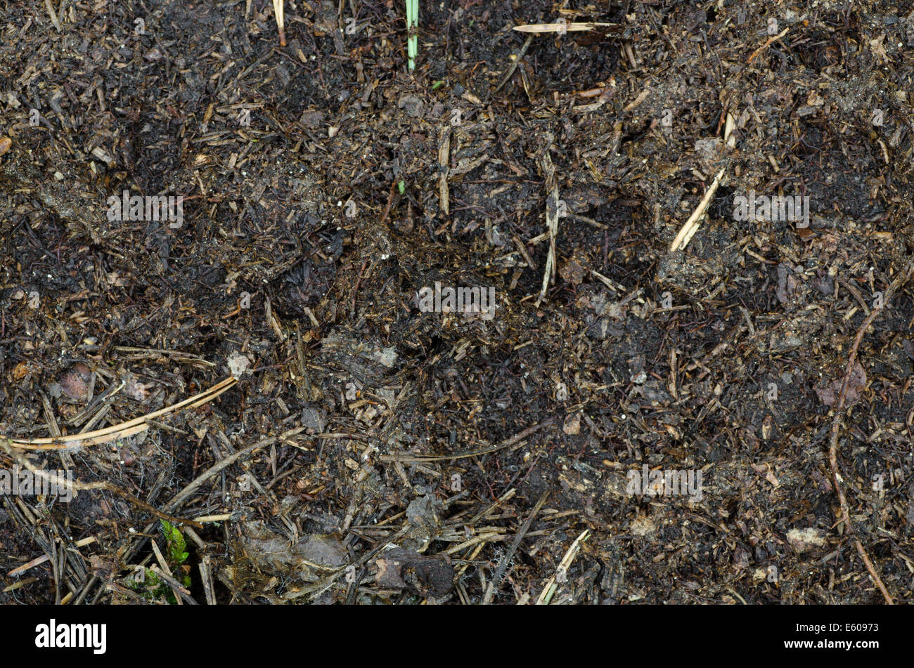 close up to humus soil Stock Photo