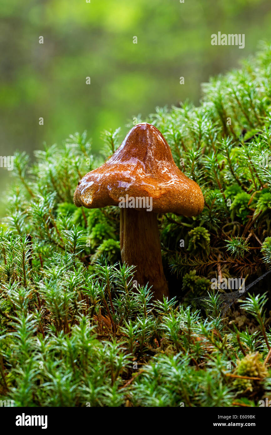 Magic mushrooms - Deadly webcap (Cortinarius rubellus) Stock Photo