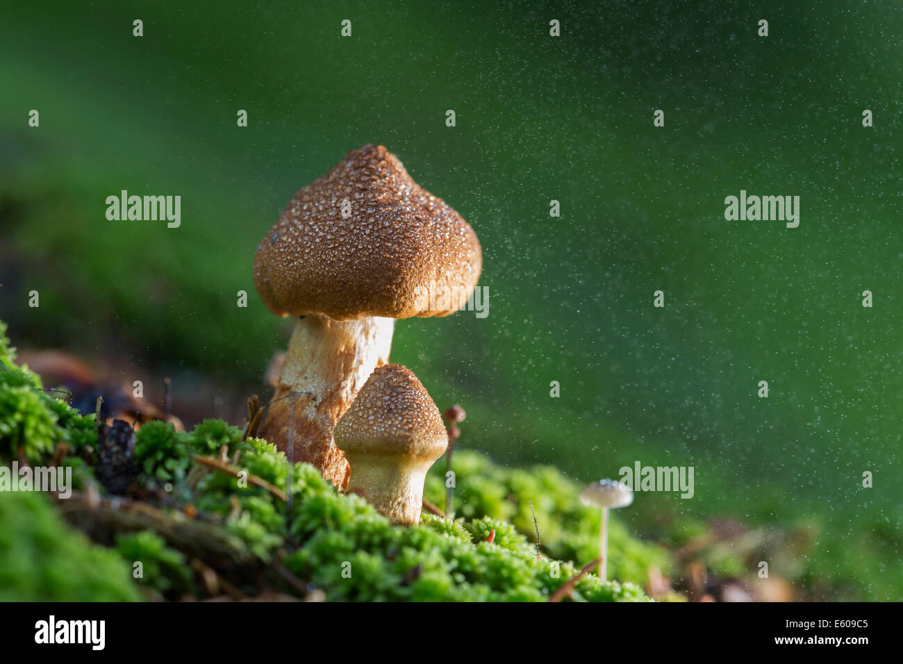 Magic mushrooms - Deadly webcap (Cortinarius rubellus) Stock Photo