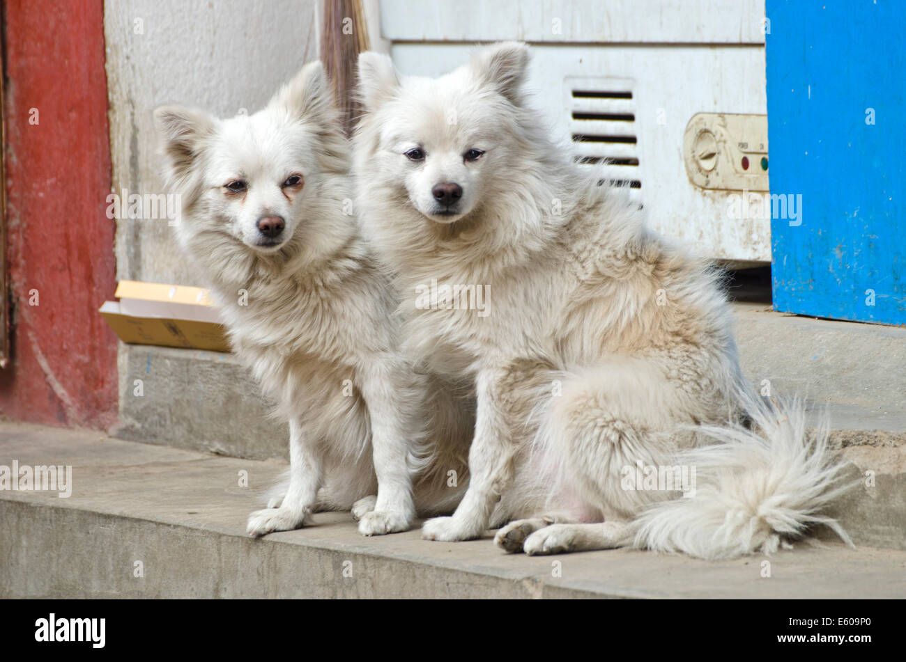 Two Beautiful Hairy White Dogs On Kathmandu Street Nepal Stock Photo Alamy Two Beautiful Hairy White Dogs On Kathmandu Street Nepal Stock Photo Alamy