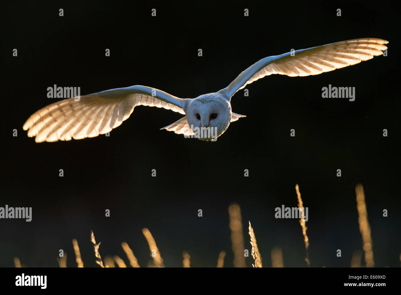 Barn Owl, backlit Stock Photo