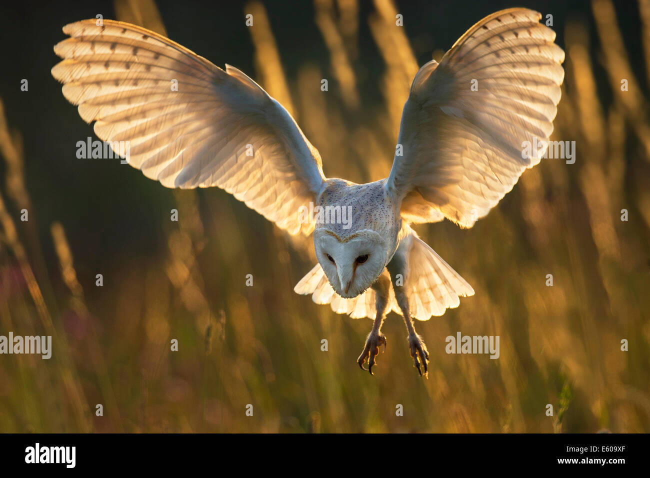 Barn Owl, backlit Stock Photo