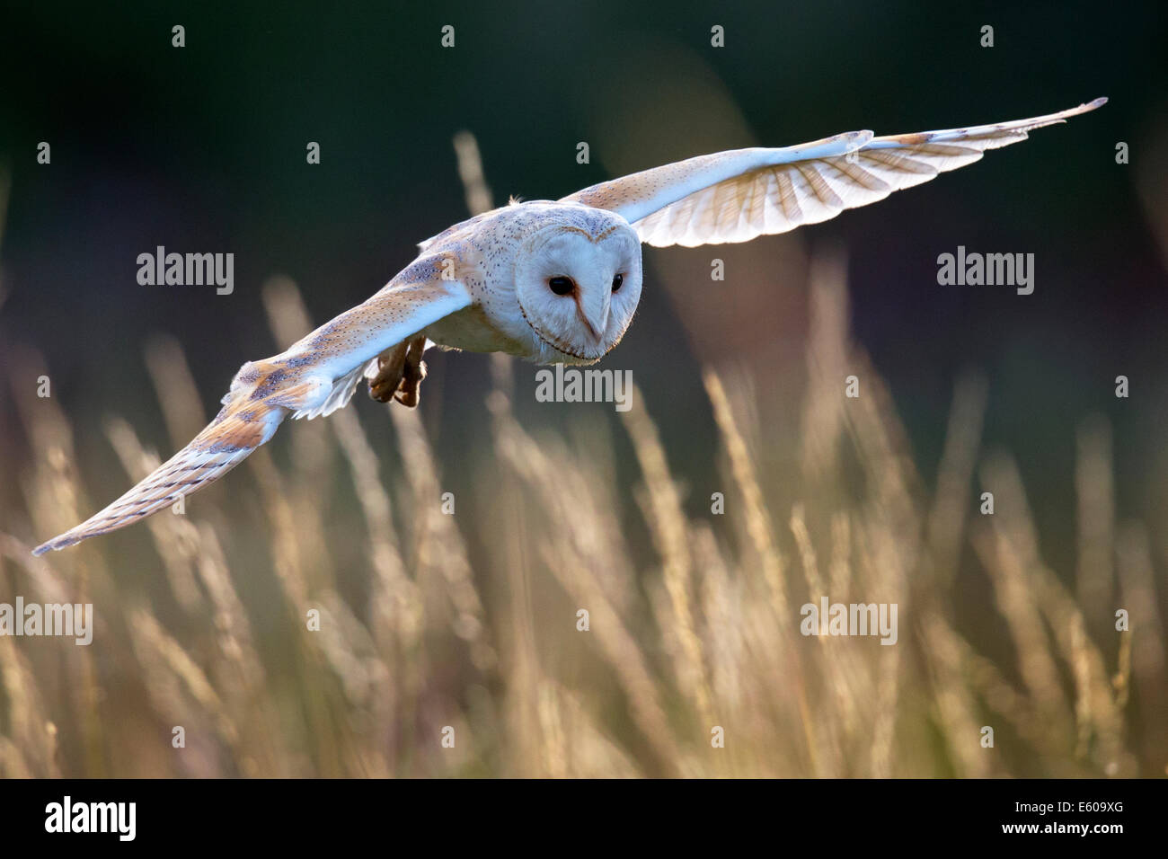 Barn Owl, backlit Stock Photo