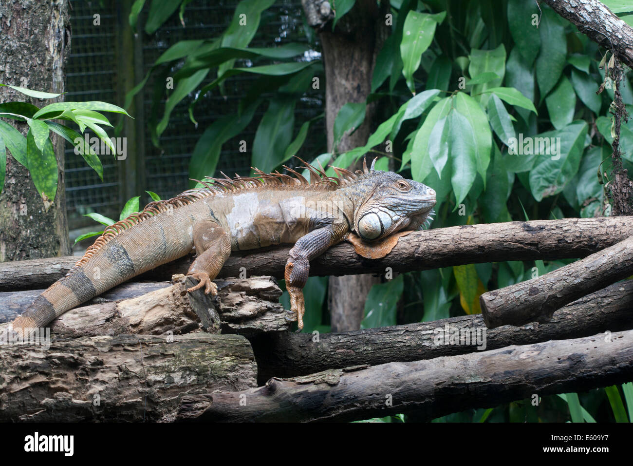 Green iguana (Iguana iguana) Stock Photo