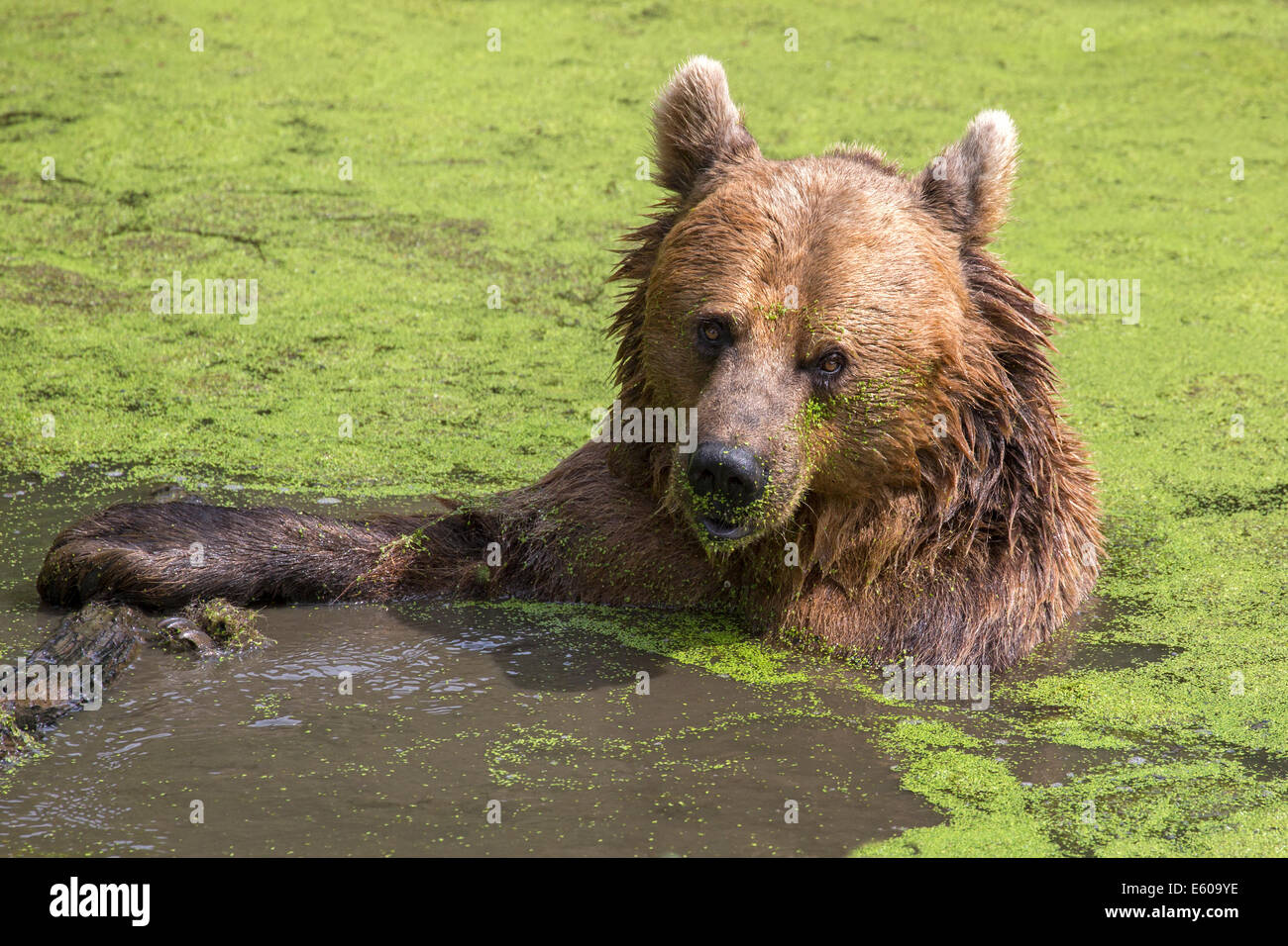 European Brown Bear Stock Photo