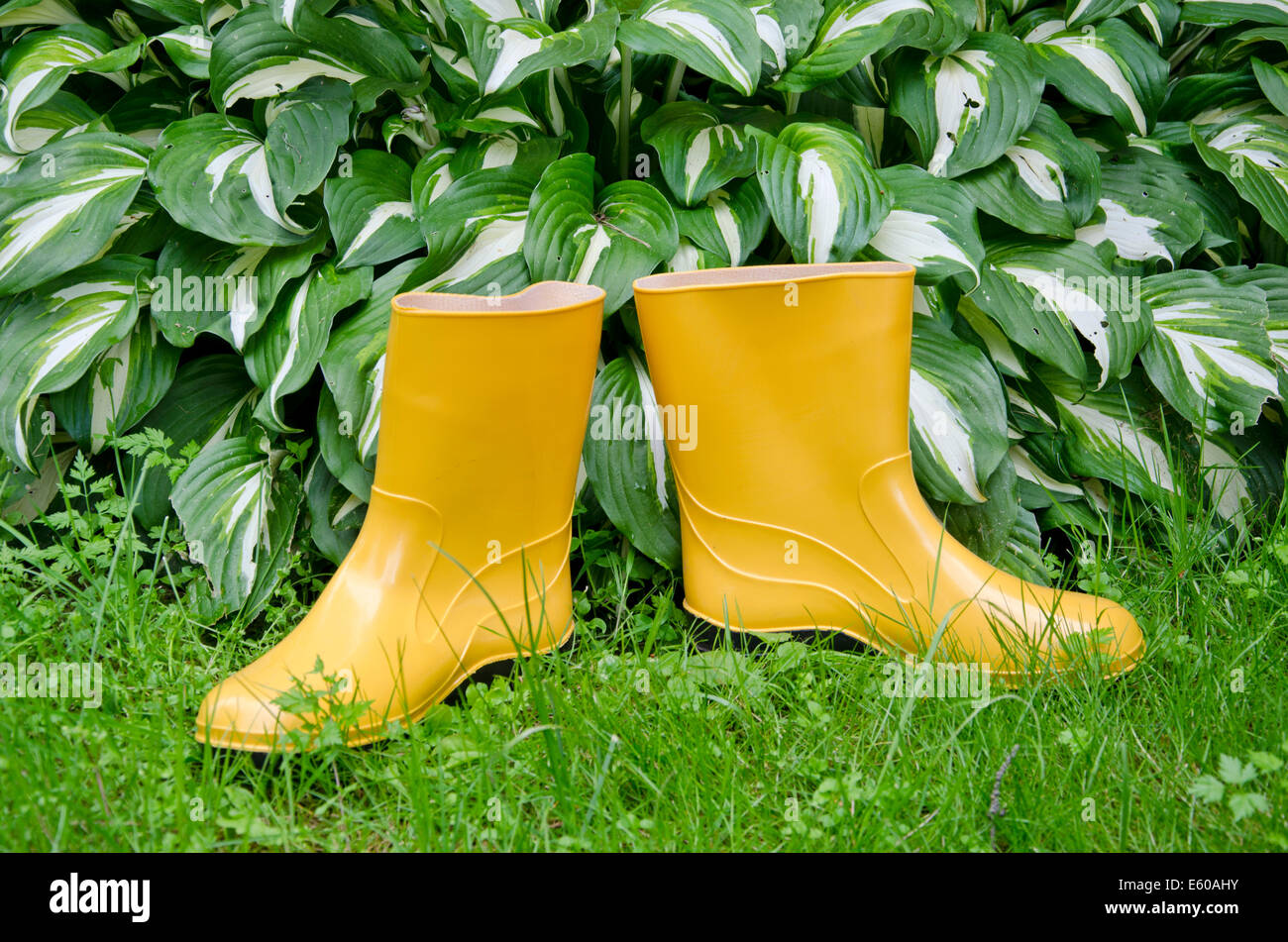 Yellow boots hires stock photography and images Alamy