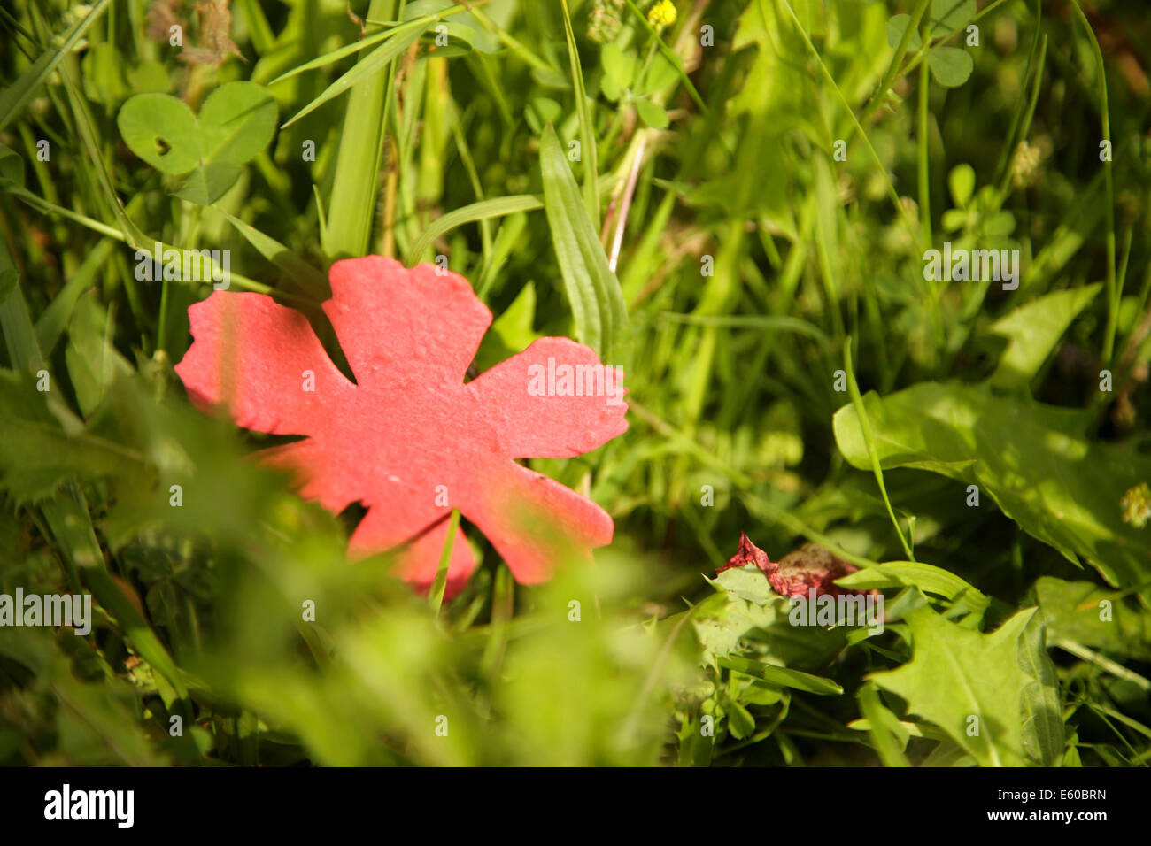 Red paper poppy of remembrance in grass. Stock Photo