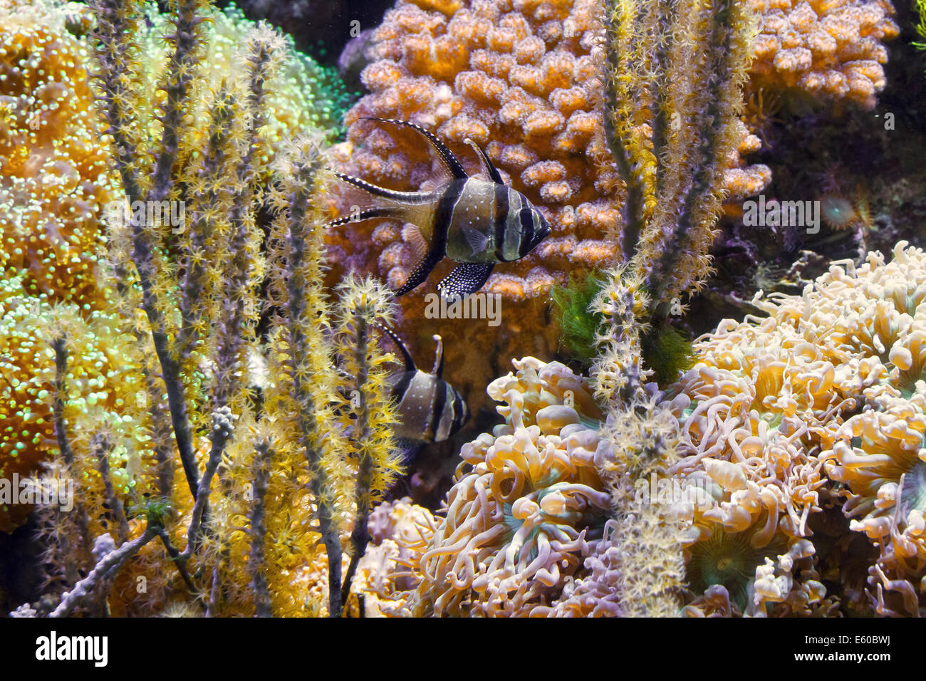 tropical aquarium with Pterapogon kauderni fish and sponges Stock Photo