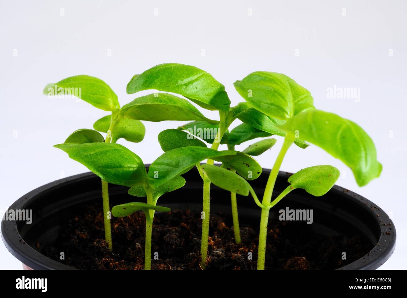 Basil seedling hires stock photography and images Alamy