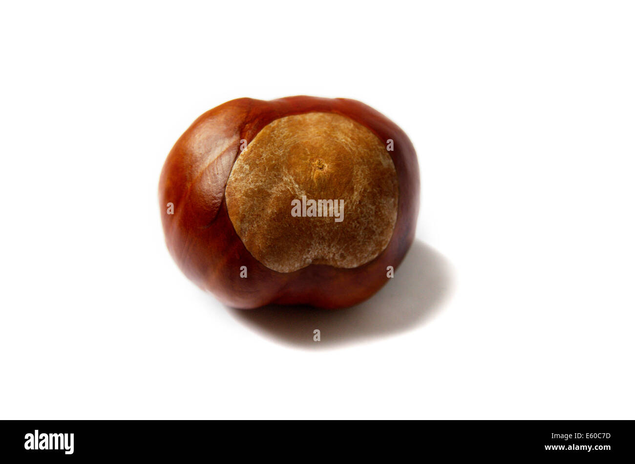 Horse Chestnut Isolated On White Background Stock Photo Alamy