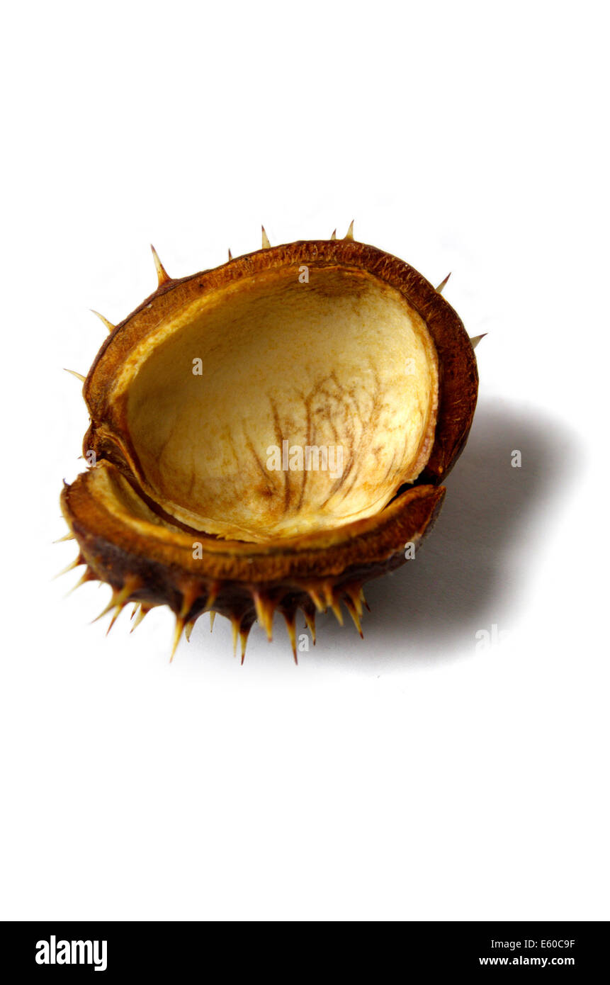 Horse Chestnut Isolated On White Background Stock Photo Alamy
