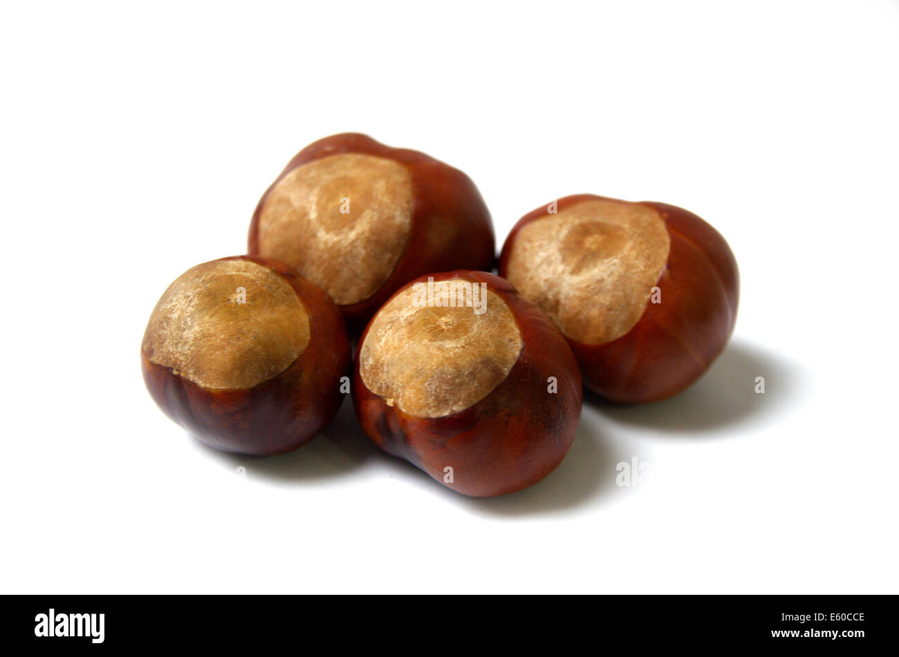 Horse Chestnuts Isolated On White Background Stock Photo - Alamy