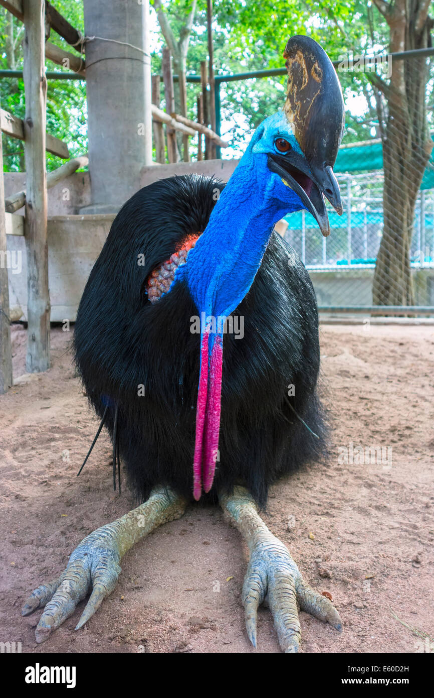Southern Cassowary Stock Photo Alamy