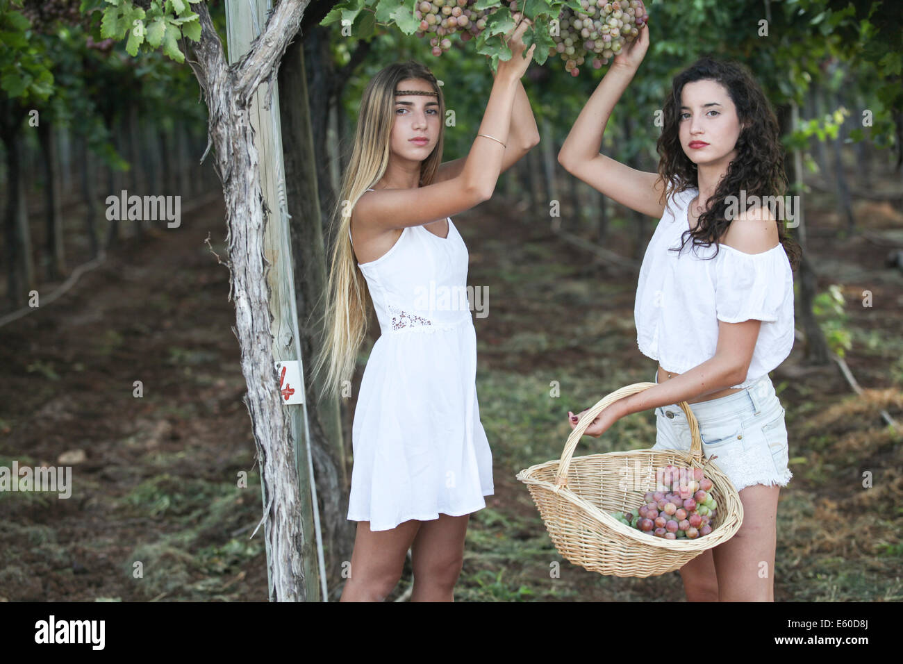 Young Teen girl in white dress picks grape in a vineyard Stock Photo