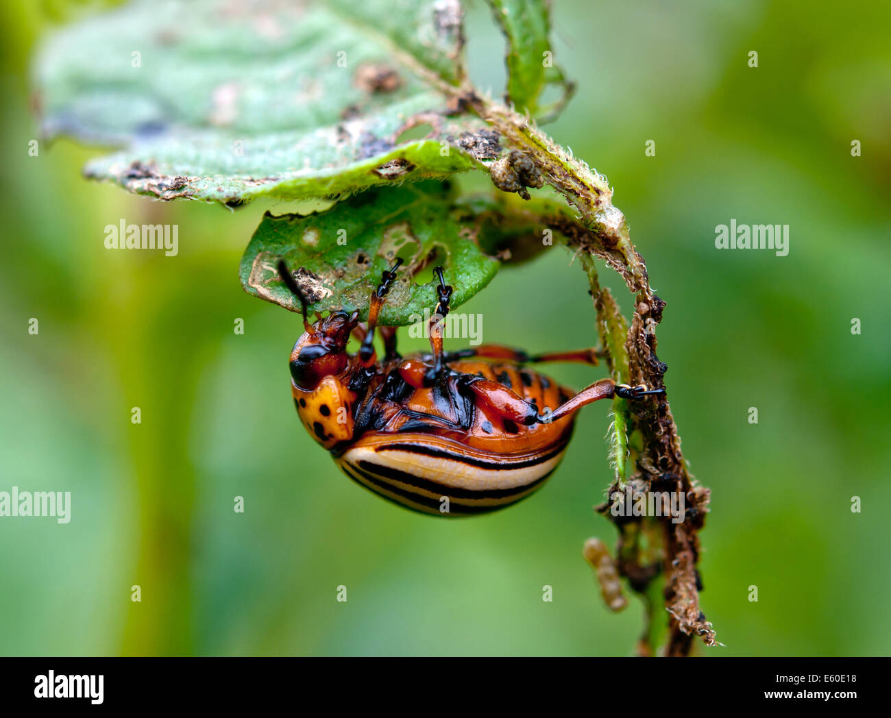 colorado beetle on potato leaf Stock Photo