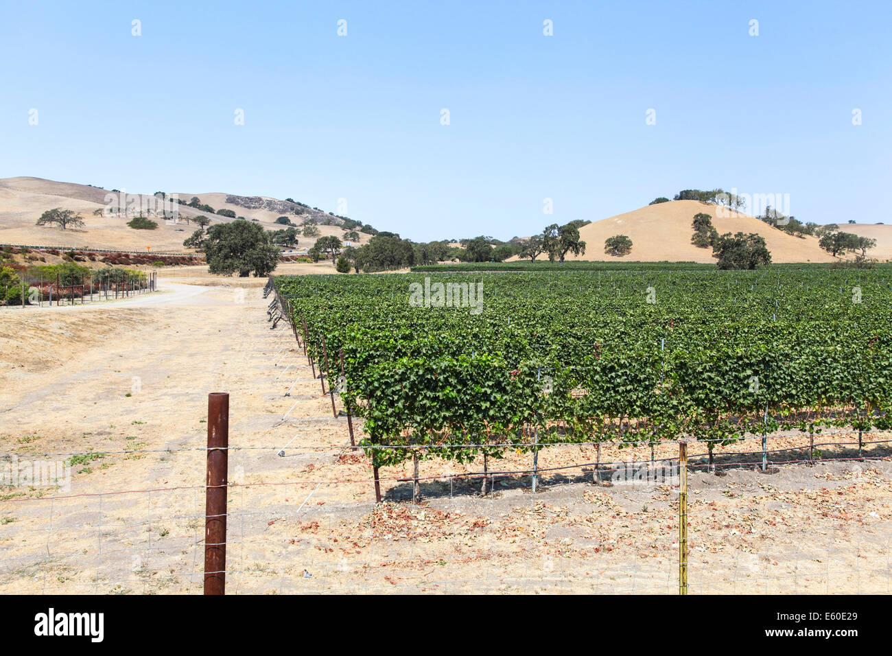 Vineyard near Carmel Valley Monterey County California, USA Stock Photo