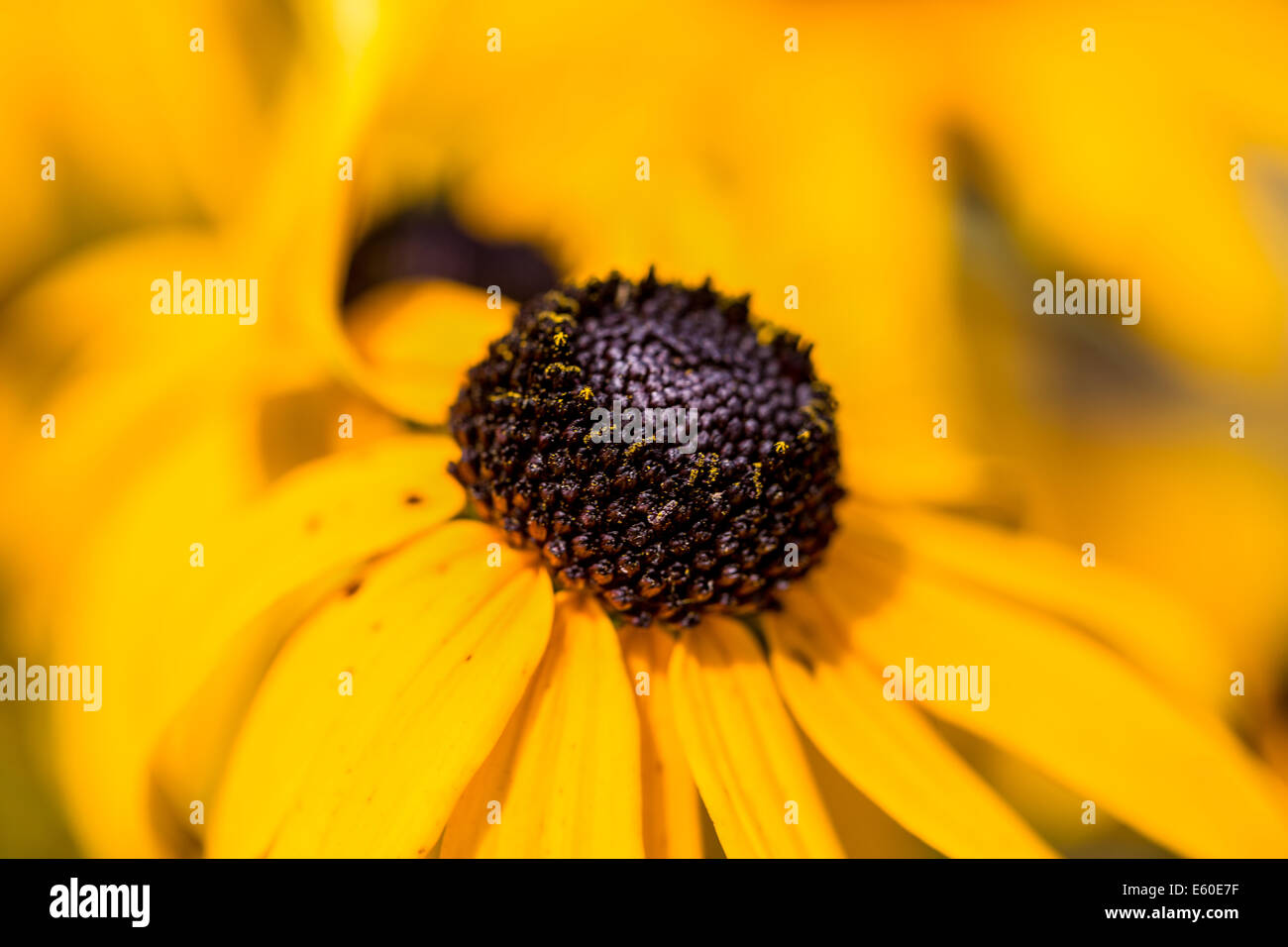 Bright yellow rudbeckia or Black Eyed Susan flowers in the garden Stock Photo