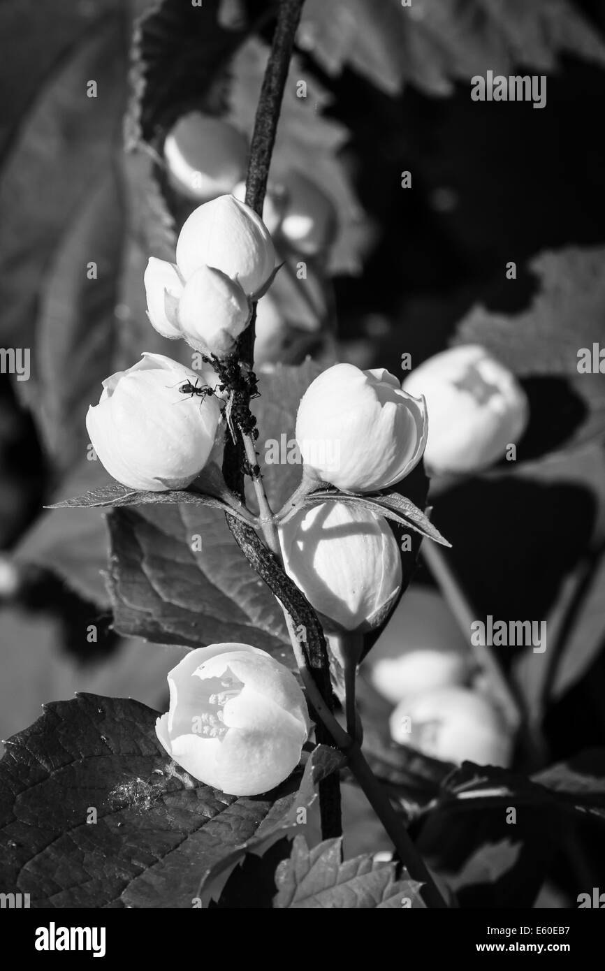 Jasmine Black and White Stock Photos & Images - Alamy