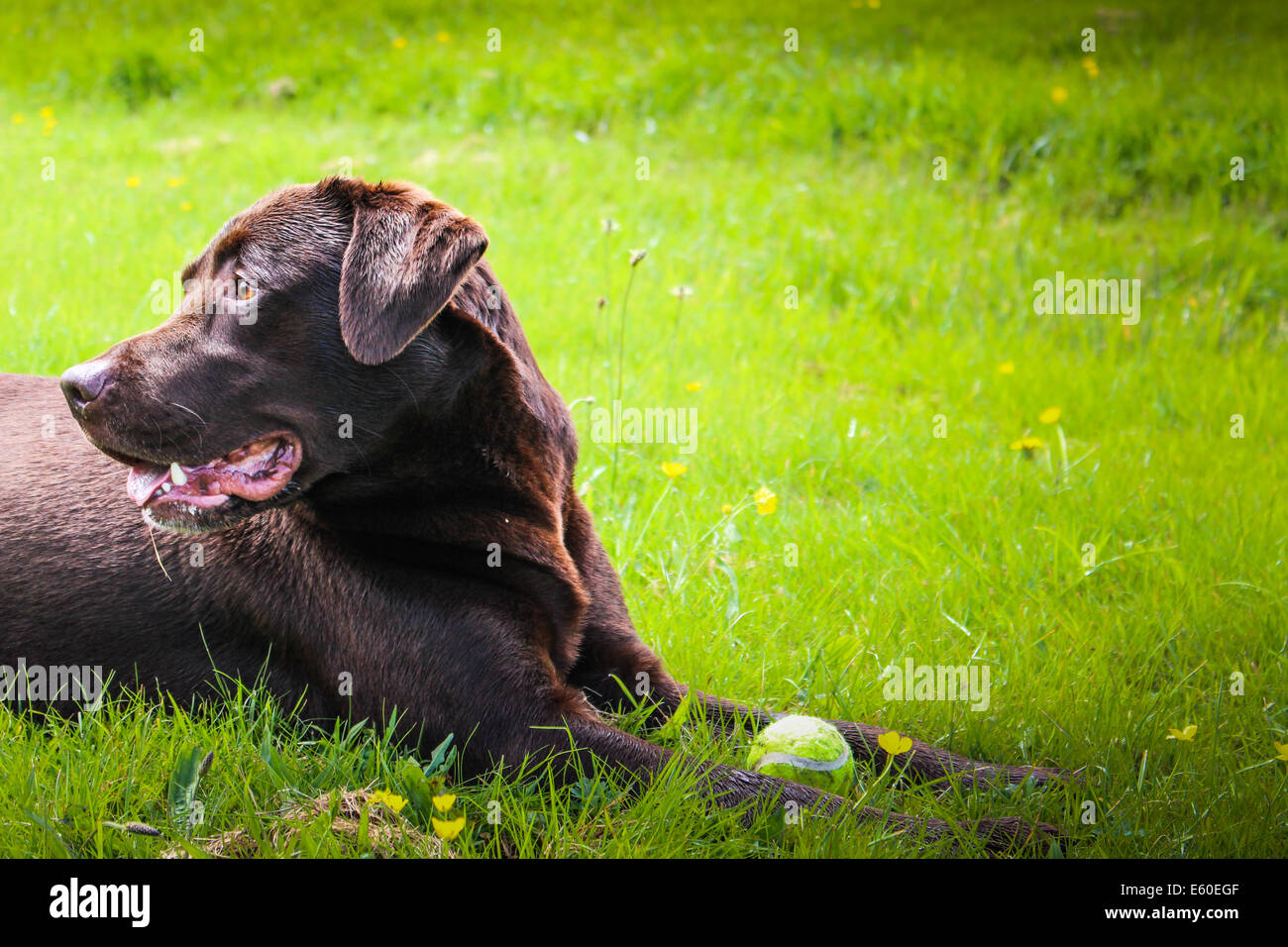 Profile of a handsome Chocolate Labrador guarding his tennis ball Stock Photo
