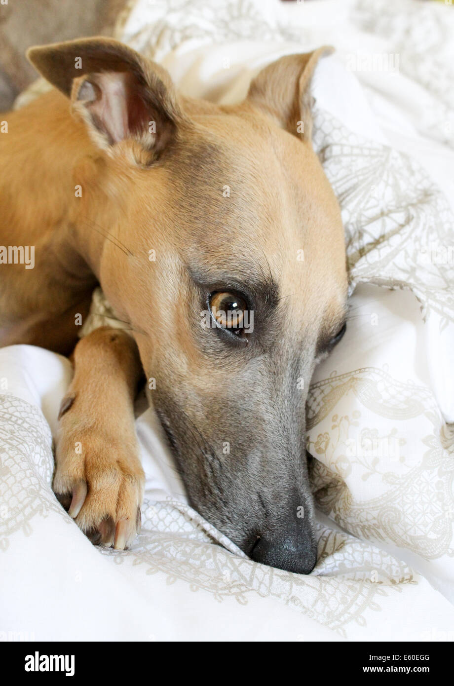 Beautiful Whippet Head Shot, Portrait, Fawn and Blue Whippet, Whippet relaxing, feeling sleepy on blankets Stock Photo