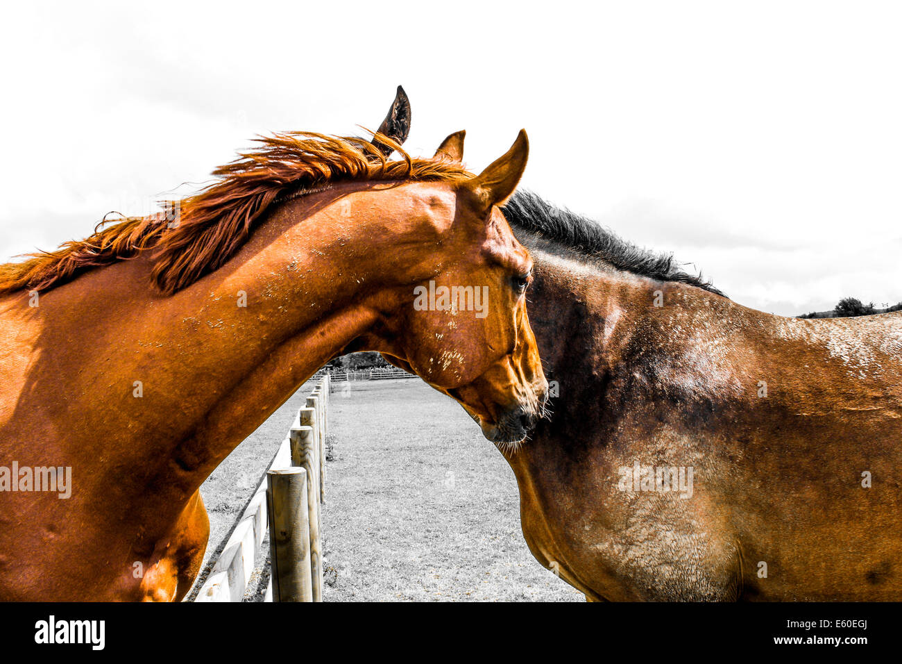 Wild Horses , Two Horses, Bond Between Two Horses, Horse Companion