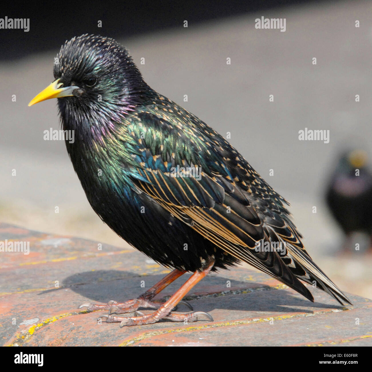 STARLING (Sturnus vulgaris vulgaris) well loved UK bird now in decline - this is an adult male Stock Photo