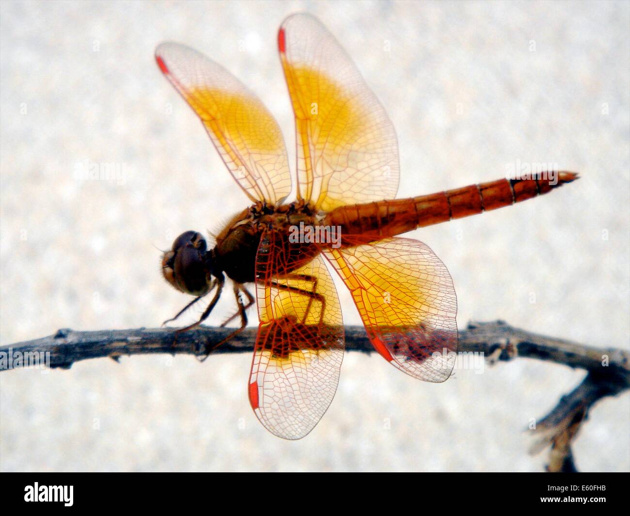 A Dragonfly sits on a branch. Cat Ba Island, Vietnam Stock Photo