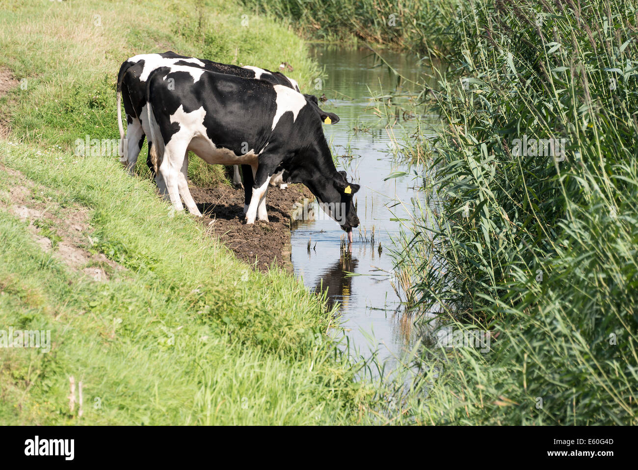 cows drinking water from trench in holland field Stock Photo Alamy