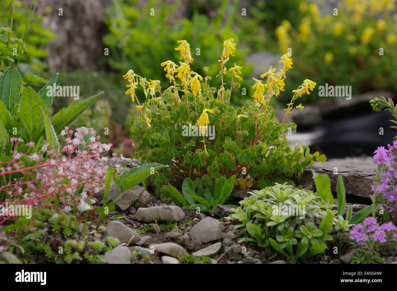 Yellow corydalis   -  Corydalis (Pseudofumaria) lutea Stock Photo