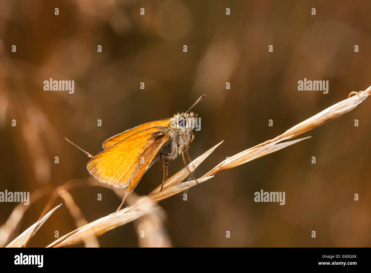 Little orange or brown butterfly sit on a plant straw Stock Photo