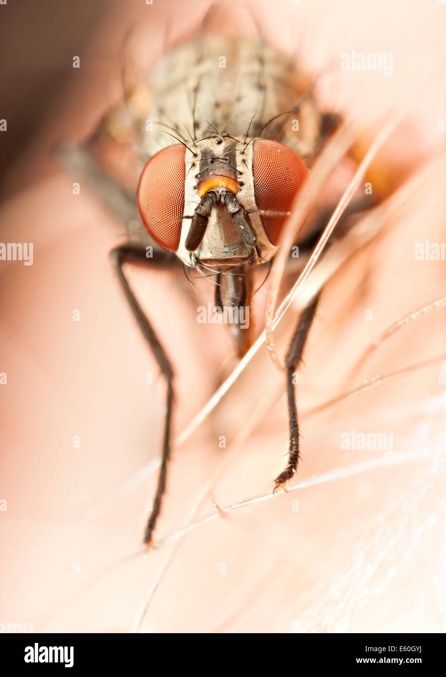 Portrait of a fly with red eyes Stock Photo