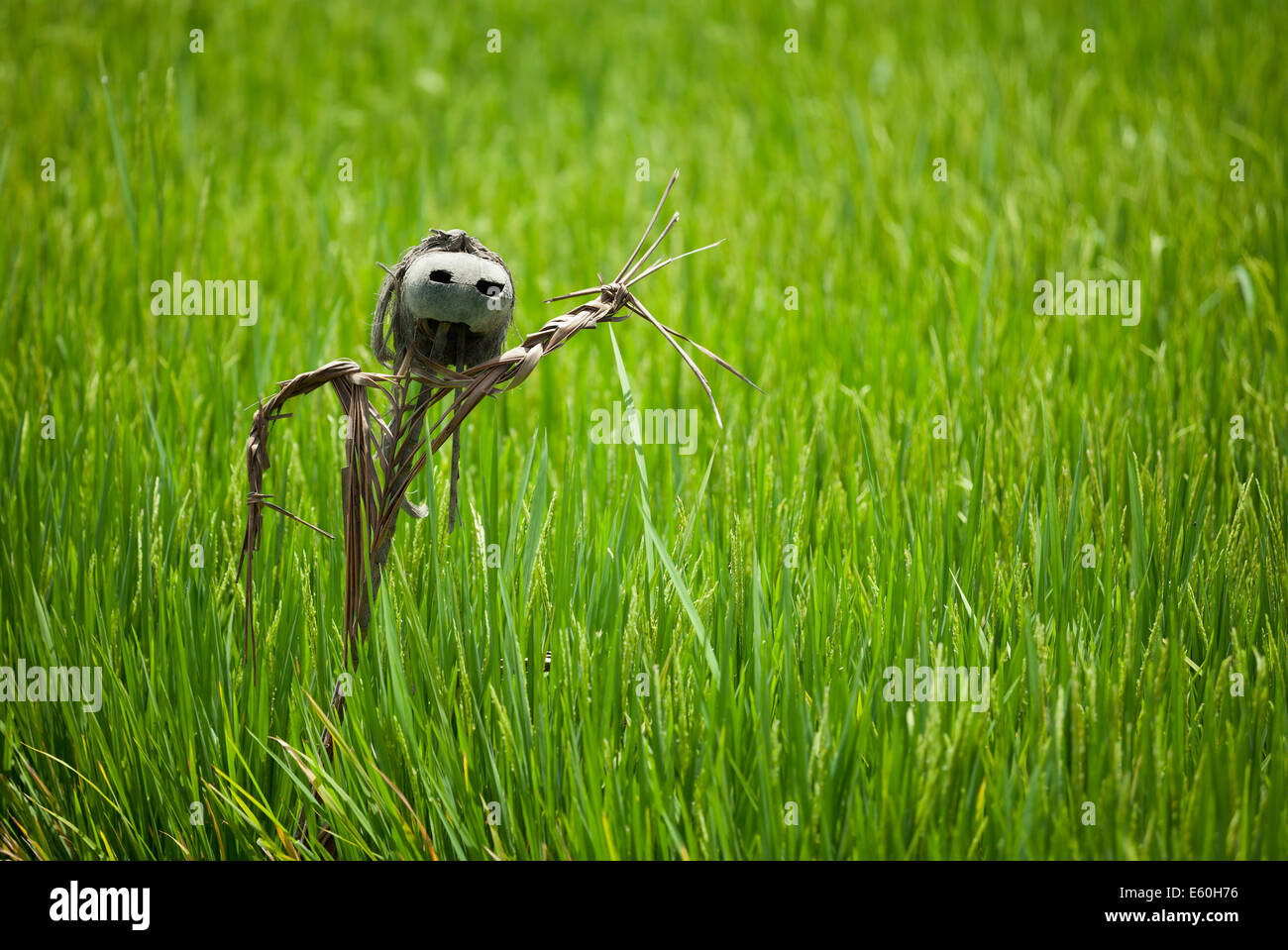 Scarecrow on rice field with a coconut head Stock Photo