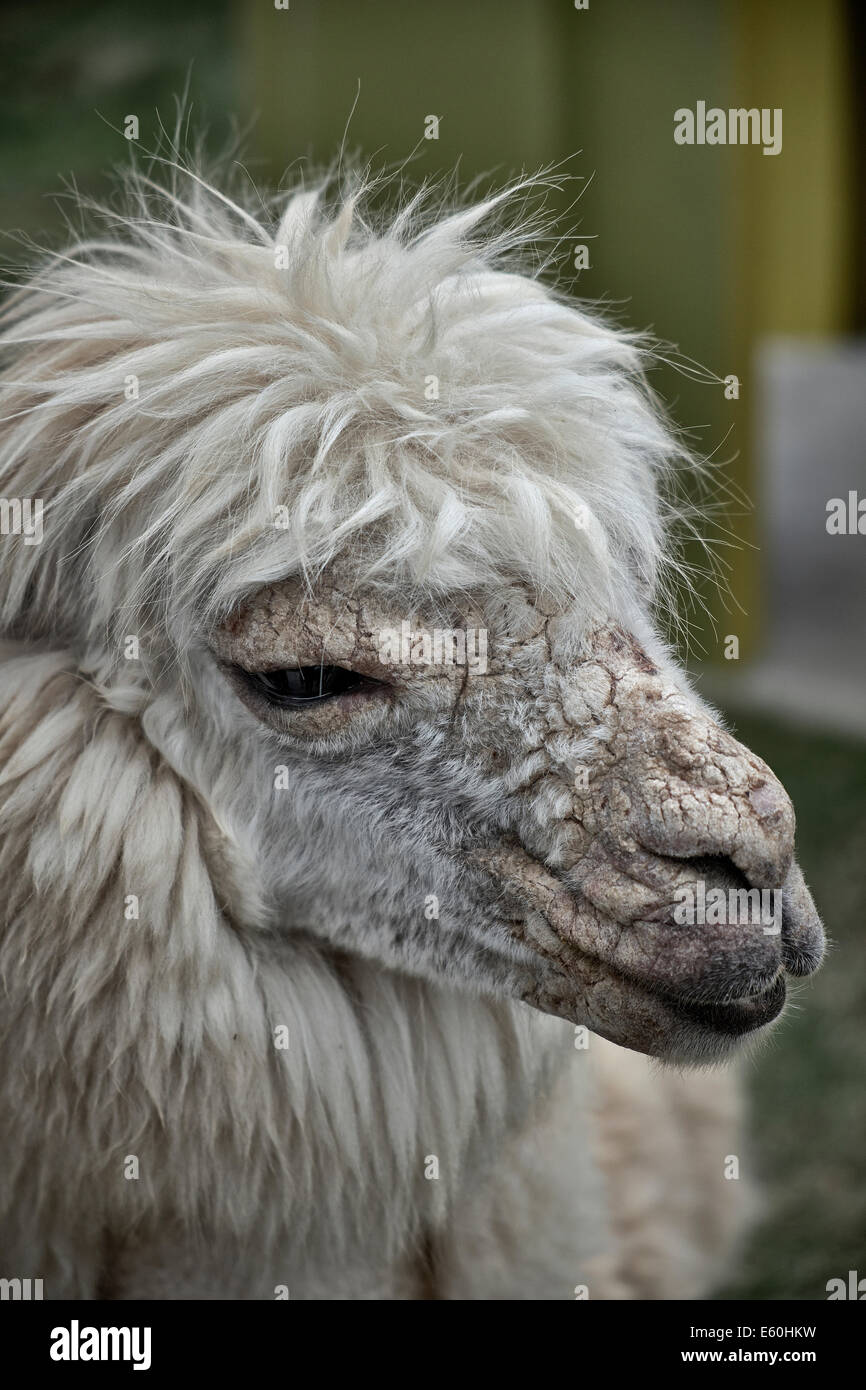 Face and head of Alpaca vicugna pacos. South America domesticated llama like animal Stock Photo