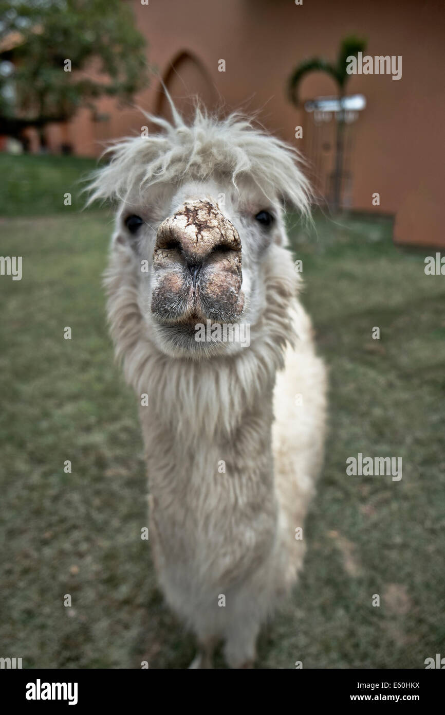 Funny animal face animal. Alpaca vicugna pacos. South America domesticated llama like animal Stock Photo