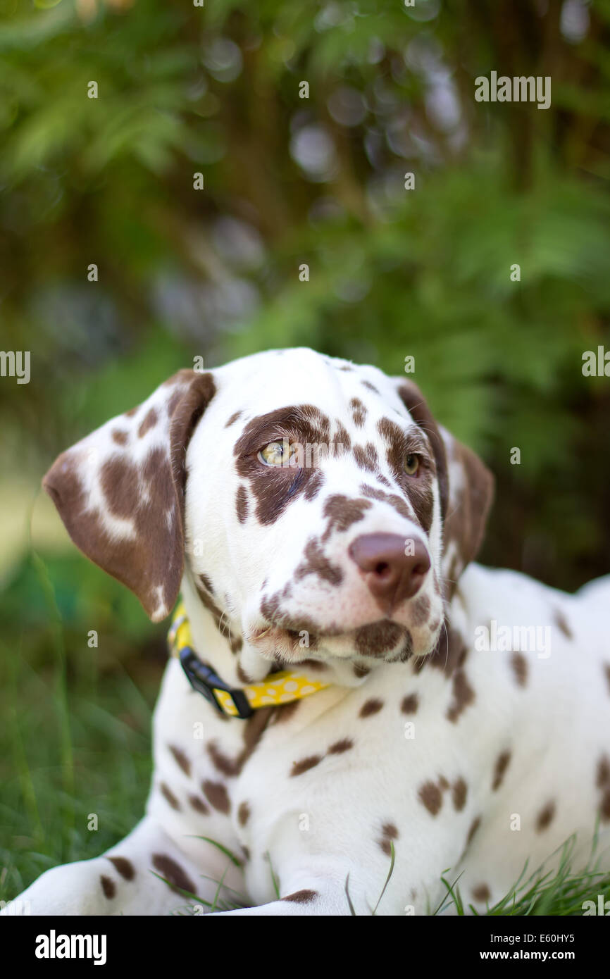 Cute dalmatian puppy looking upwards towards the sky in the countryside Stock Photo