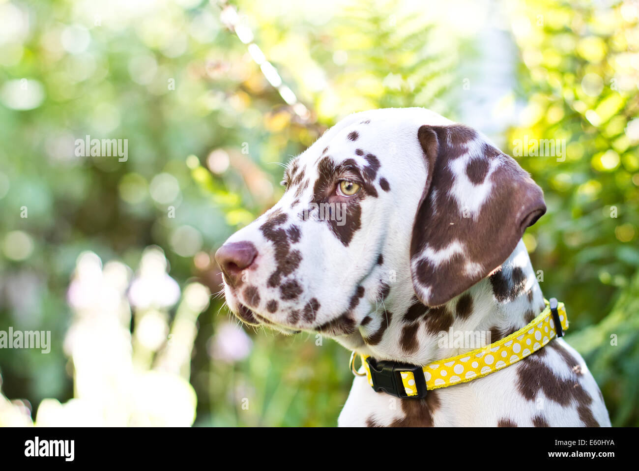 Dalmatian puppy outside in the countryside wearing a collar Stock Photo