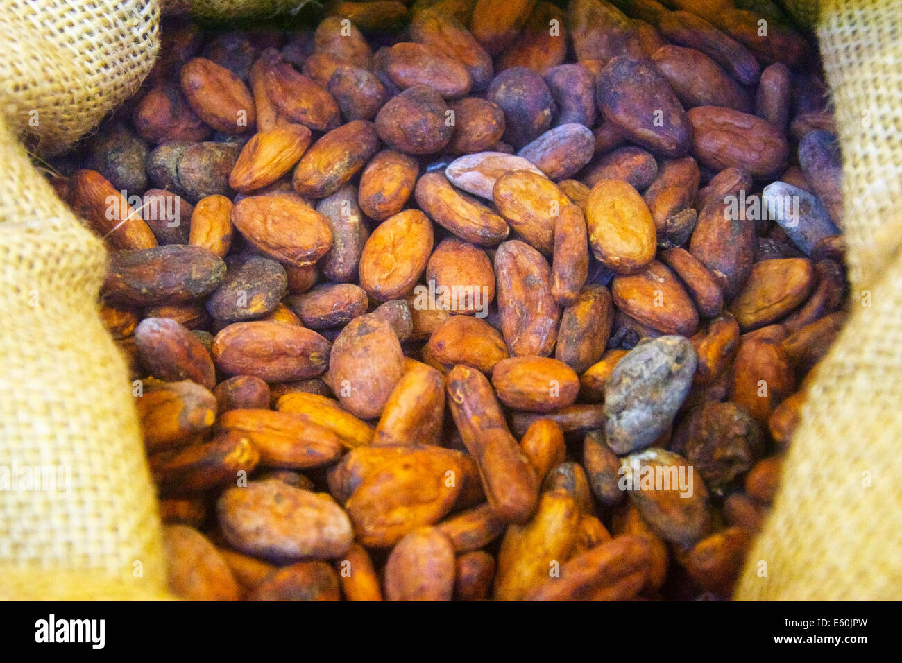 Cocoa Beans before they are roasted. This is an importatnt ingredient for chocolate. Stock Photo