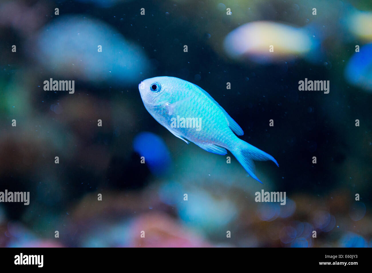 saltwater aquarium fish - Chromis virdis Stock Photo