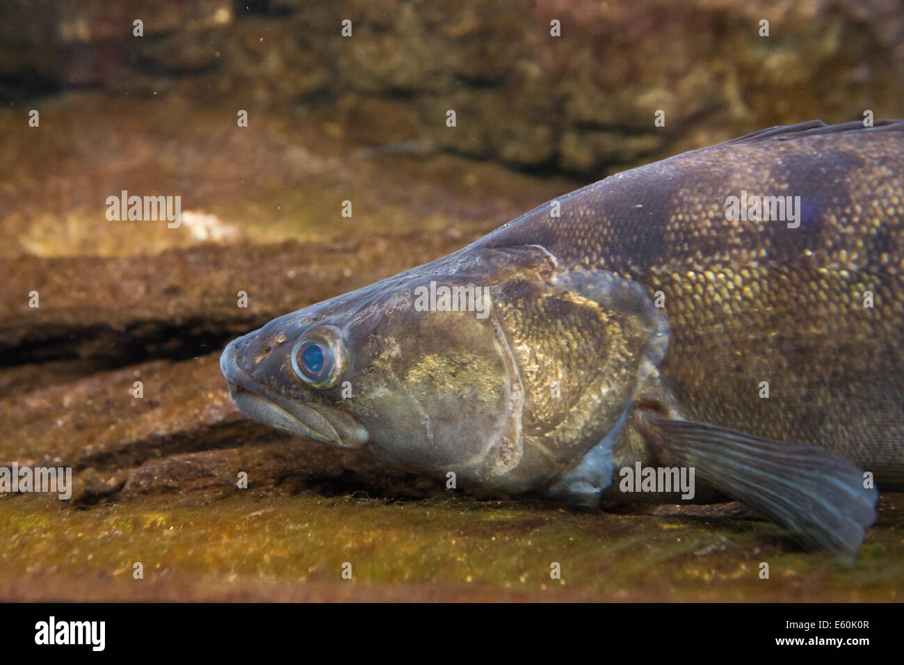 portrait of freshwater fish Pike Perch - Sander lucioperca Stock Photo