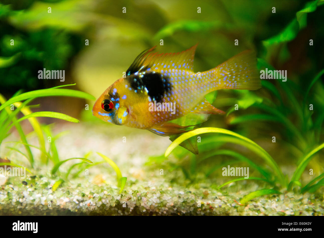freshwater fish - Mikrogeophagus ramirezi,ram cichlid,male Stock Photo