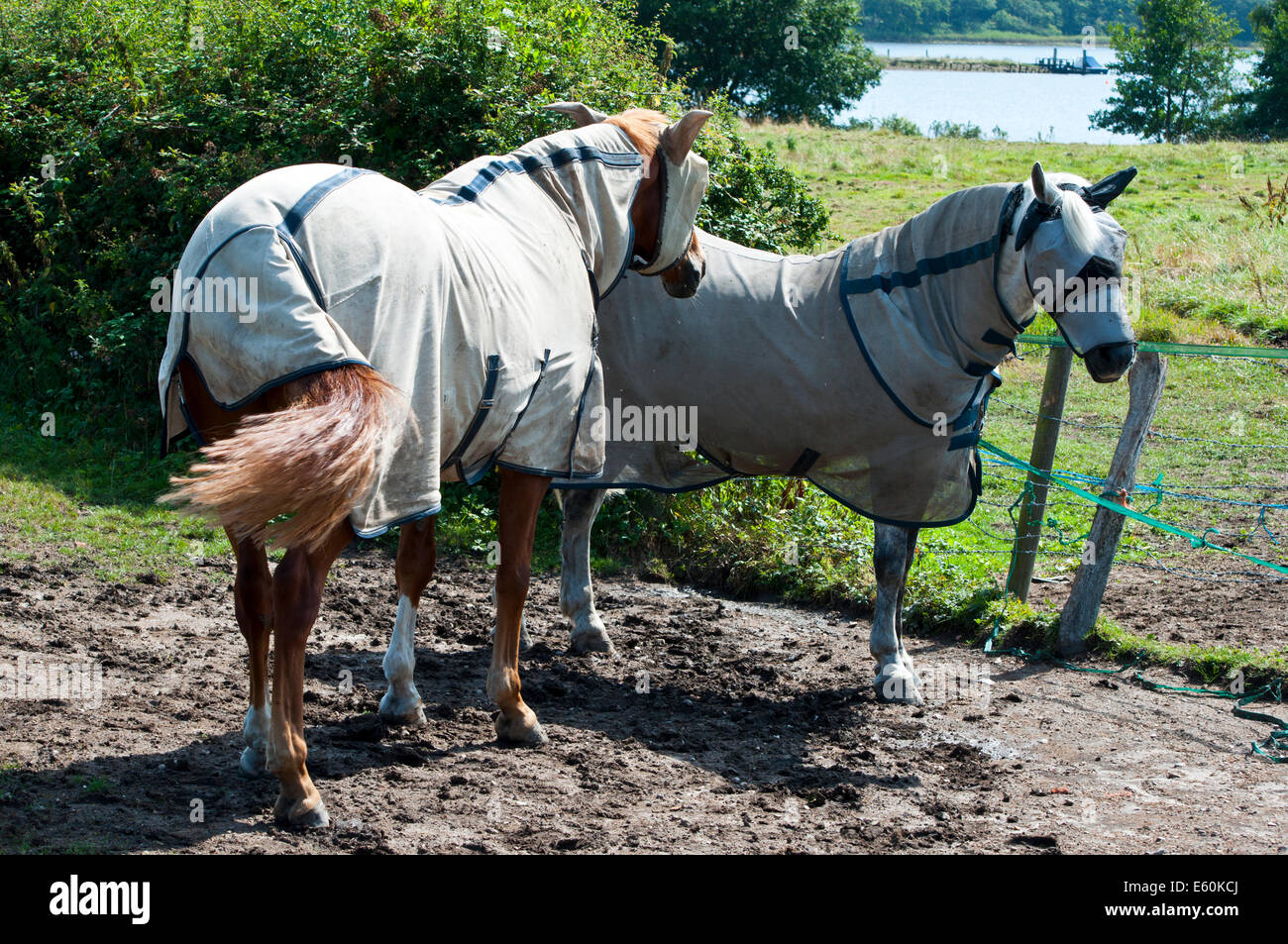 Horse fly mask cover to protect against flies Stock Photo Alamy