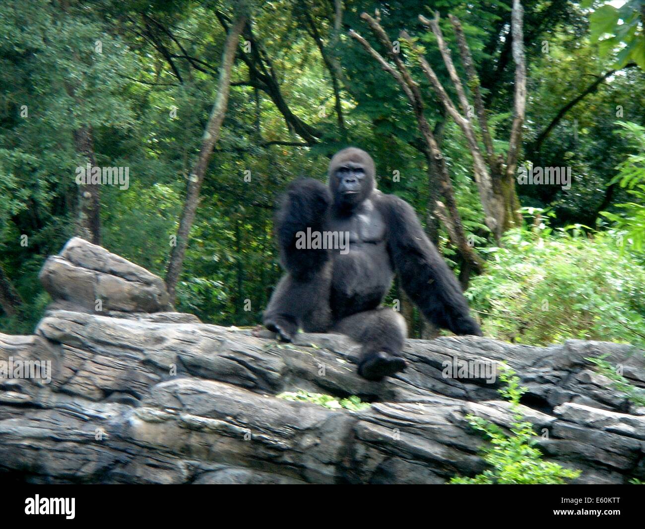A Mountain Gorilla Site On A Tree Trunk At Disney S Animal Kingdom Park At Walt Disney World Florida Stock Photo Alamy