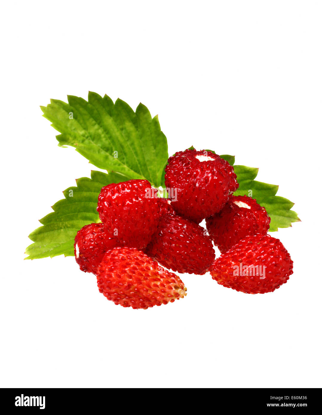Wild strawberry macro isolated on white Stock Photo - Alamy