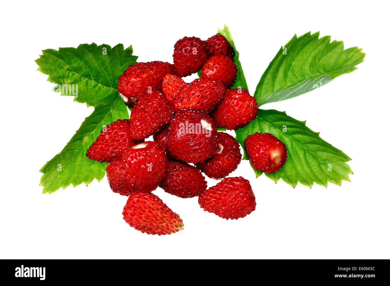 Wild strawberry isolated on white background Stock Photo - Alamy