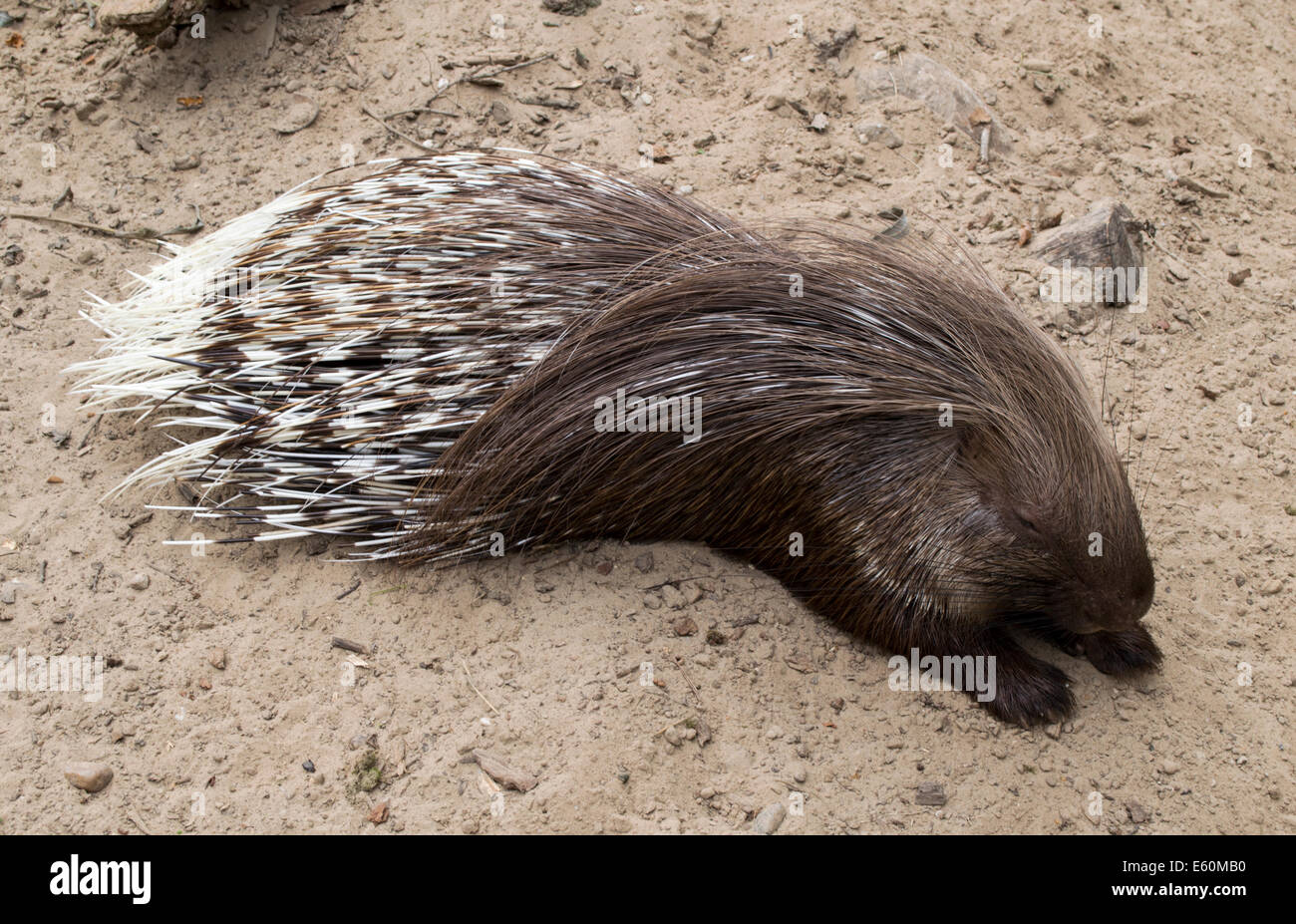wild porcupine in south africa nature Stock Photo - Alamy