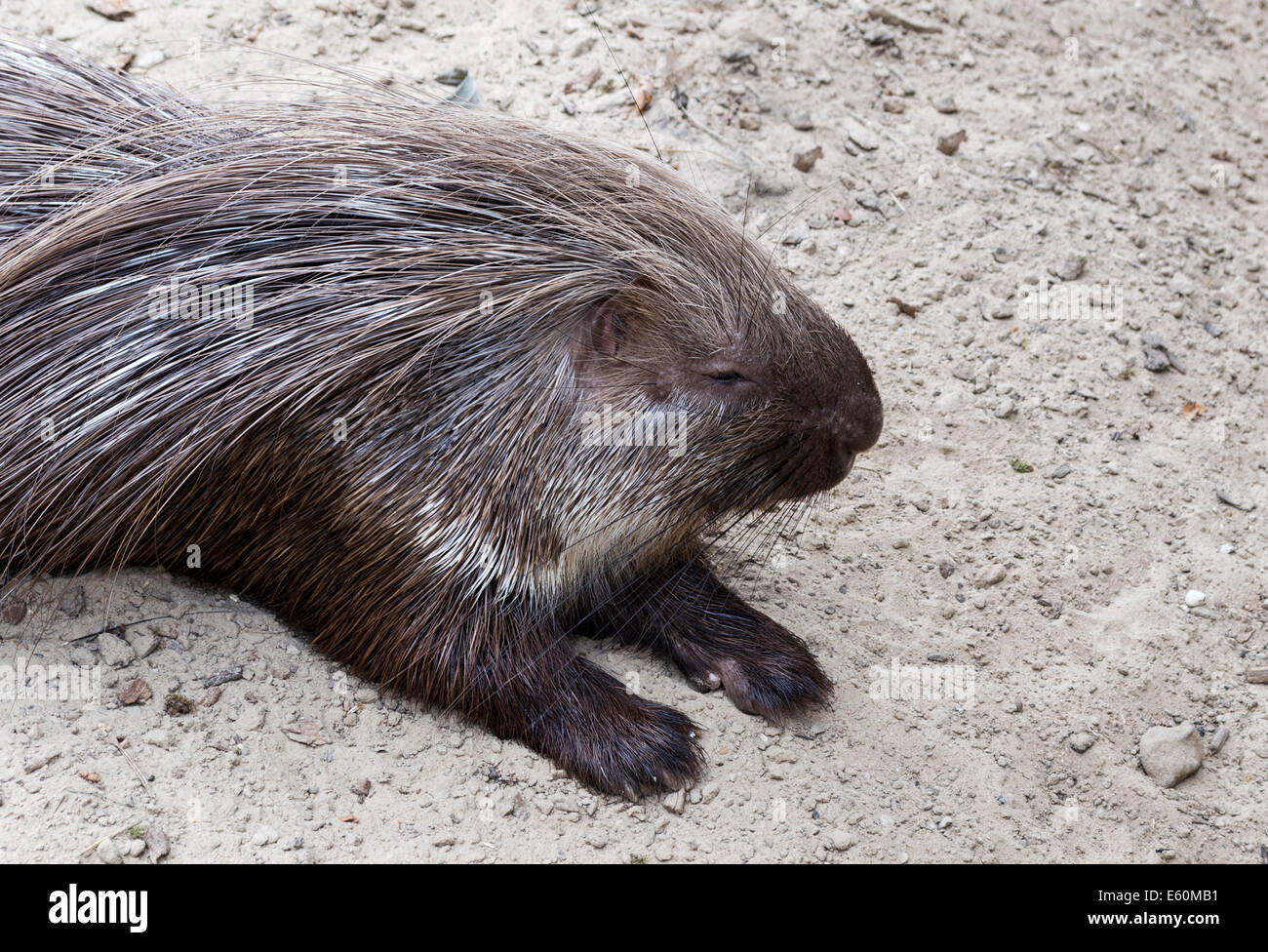 Porcupine africa hi-res stock photography and images - Alamy