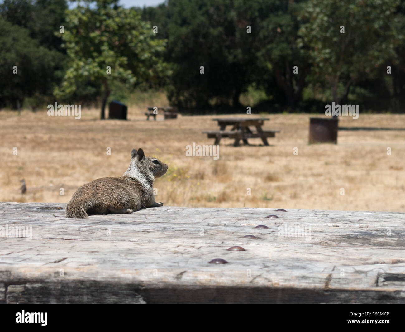 A California ground squirrel stands guard over a camping site in Andrew Molera State Park, California Stock Photo