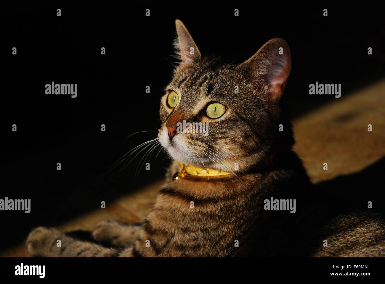 Tabby Bengal mix cat in sunlight looking alert Stock Photo Alamy
