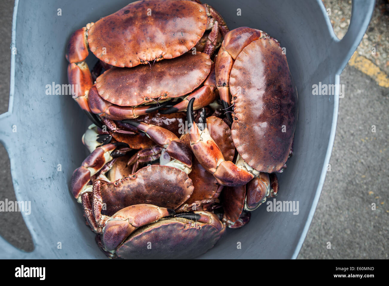 Freshly caught crabs Stock Photo Alamy