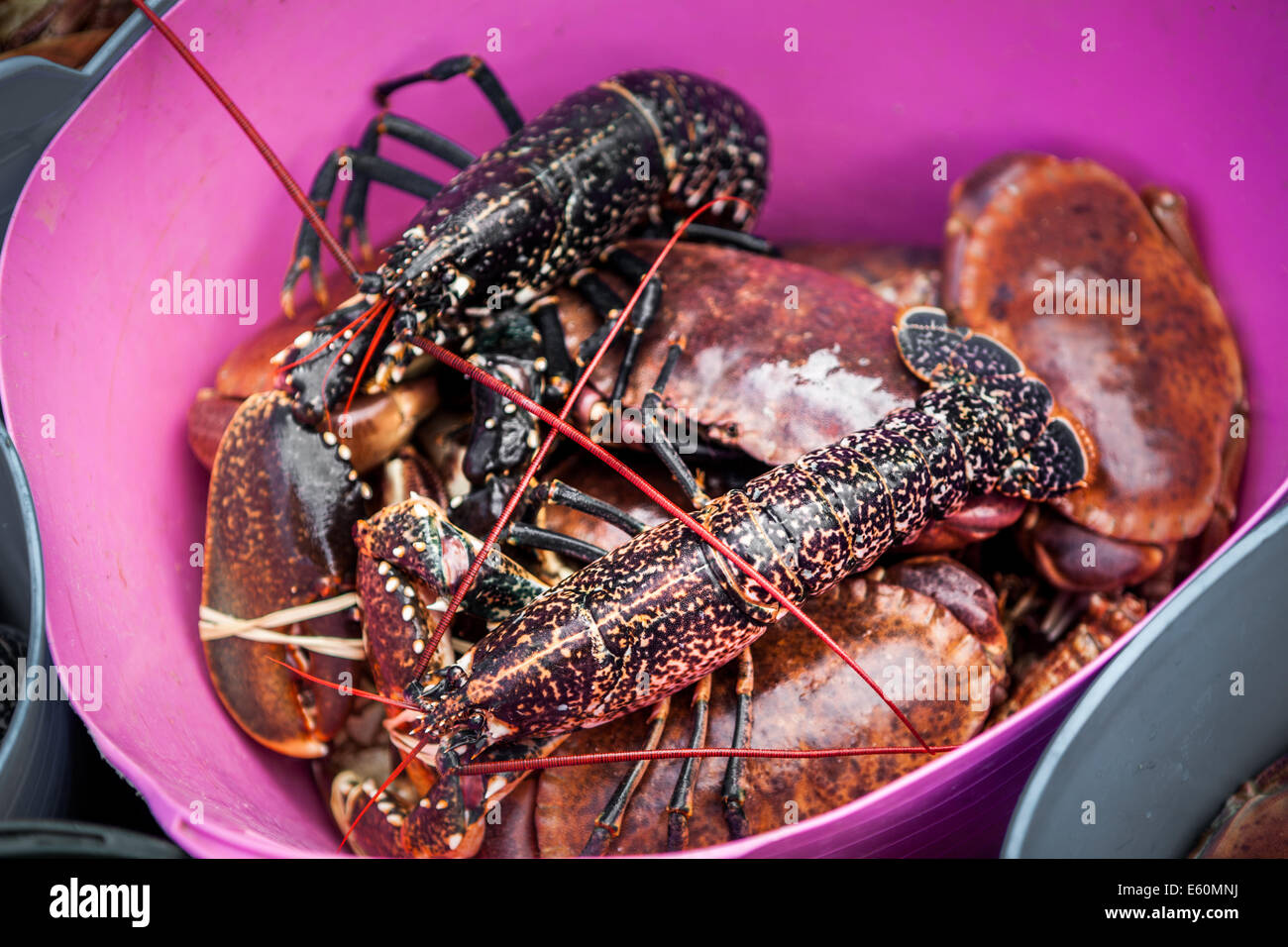 Freshly caught crabs and lobster Stock Photo Alamy